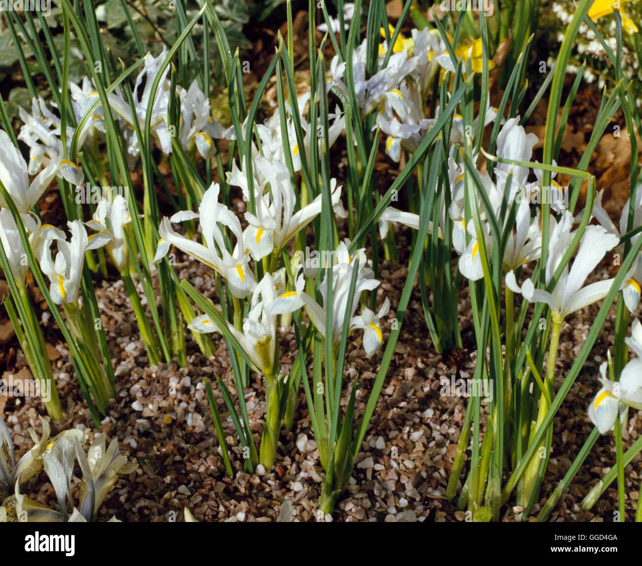Iris - `Natascha' - (Reticulata)   BUL014961 Stock Photo